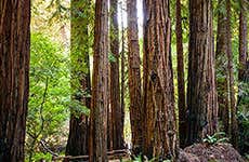 Muir Woods